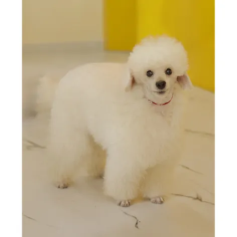 Poodle after grooming